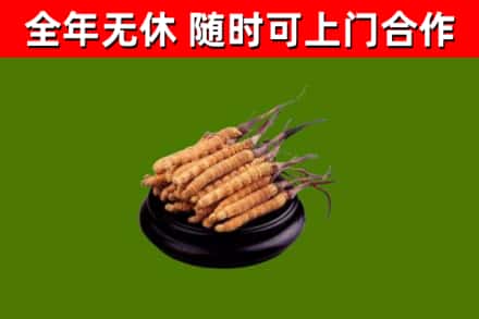 昌吉市烟酒回收冬虫夏草.jpg